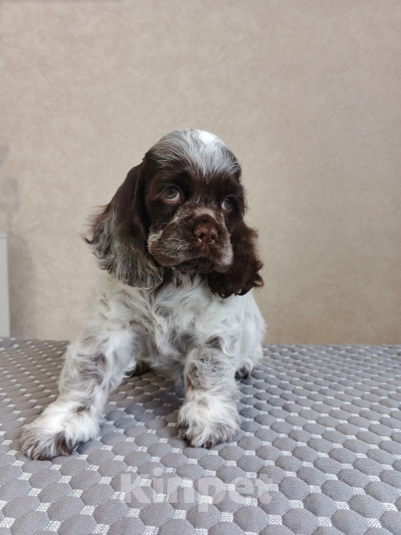 Собаки в Чапаевске: ЩЕНКИ АМЕРИКАНСКОГО КОКЕР-СПАНИЕЛЯ 🐶✨ Разнополые, 50 000 руб. - фото 3