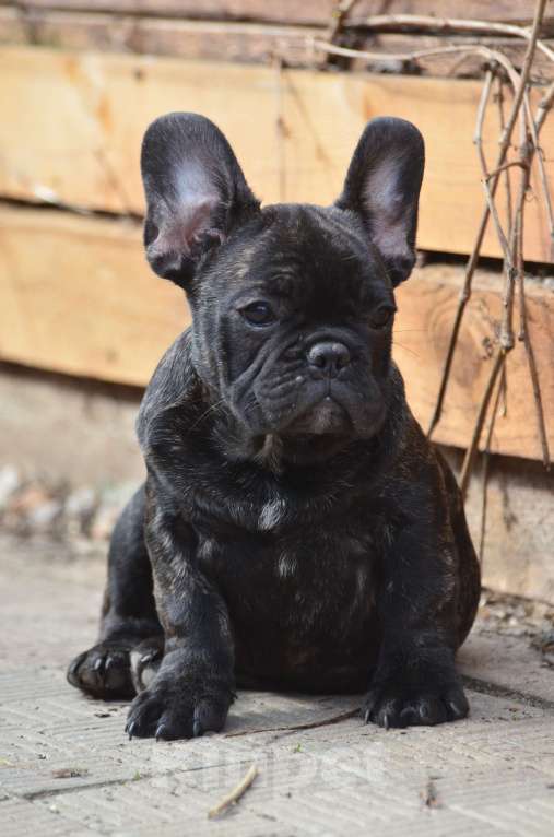 Собаки в Старом Купавне: Французский товарищ Мальчик, 40 000 руб. - фото 2