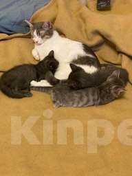 Кошки в Москве: Котята в добрые руки Мальчик, Бесплатно - фото 5