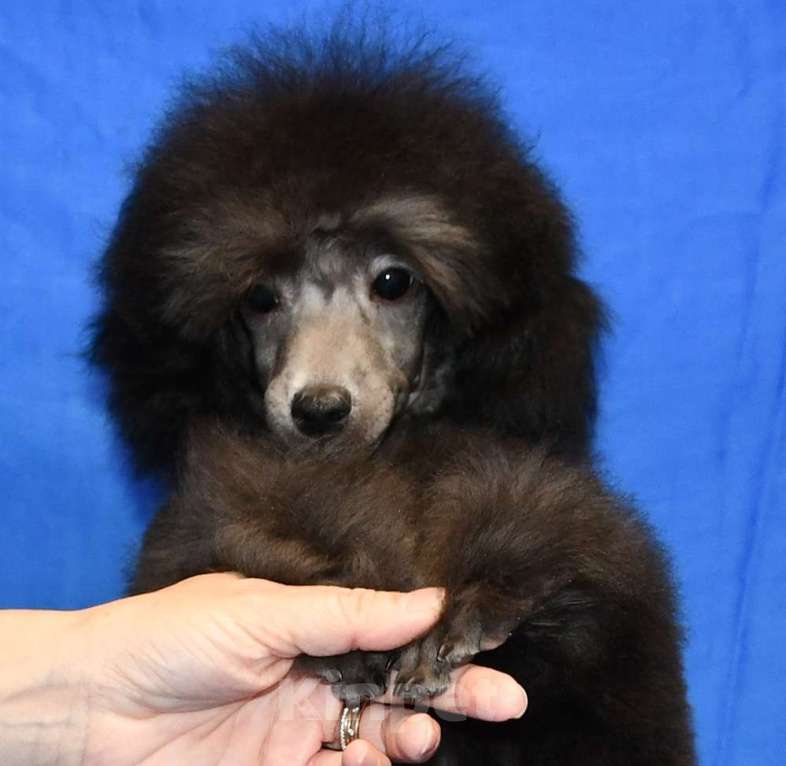 Собаки в Долгопрудном: Щенок пуделя миниатюрный серебристый Джентли Борн Рикки Мальчик, 75 000 руб. - фото 4