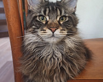 Кошки в Пятигорске: Котенок Мейн-кун Девочка, 30 000 руб. - фото 1