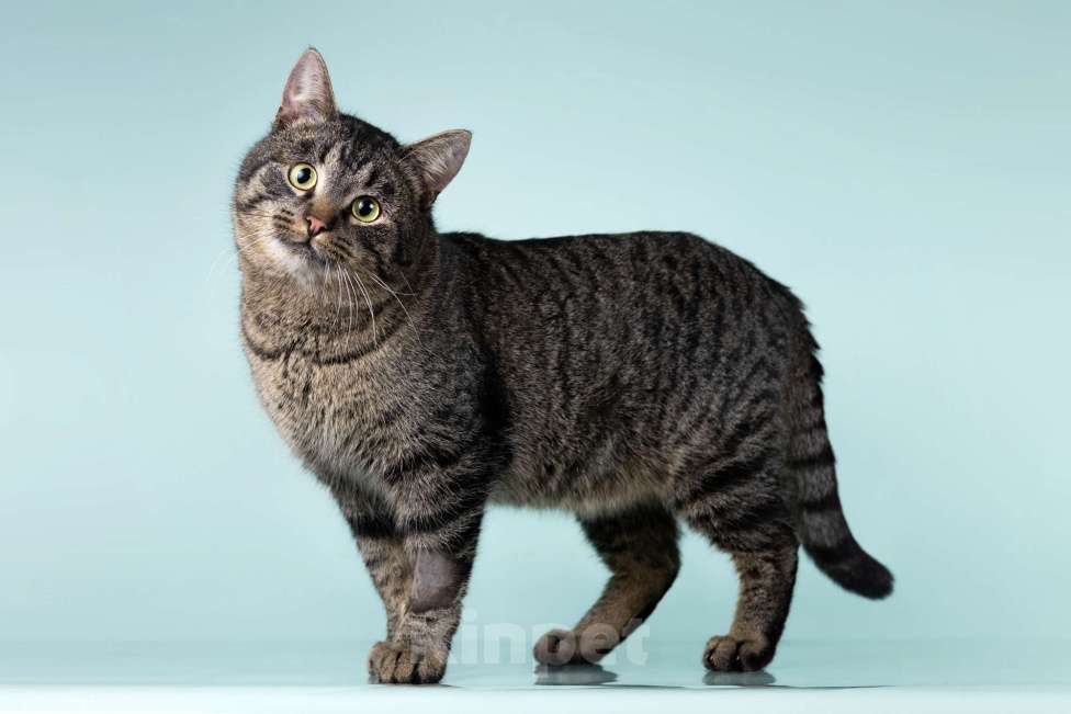 Кошки в Москве: Ищет дом шикарный, молодой кот Капитан! Ласково — Тоша Мальчик, 10 руб. - фото 1