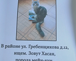 Кошки в Новосибирске: Потерялся кот Мальчик, 1 руб. - фото 2