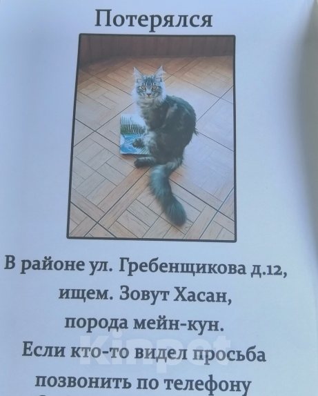 Кошки в Новосибирске: Потерялся кот Мальчик, 1 руб. - фото 2