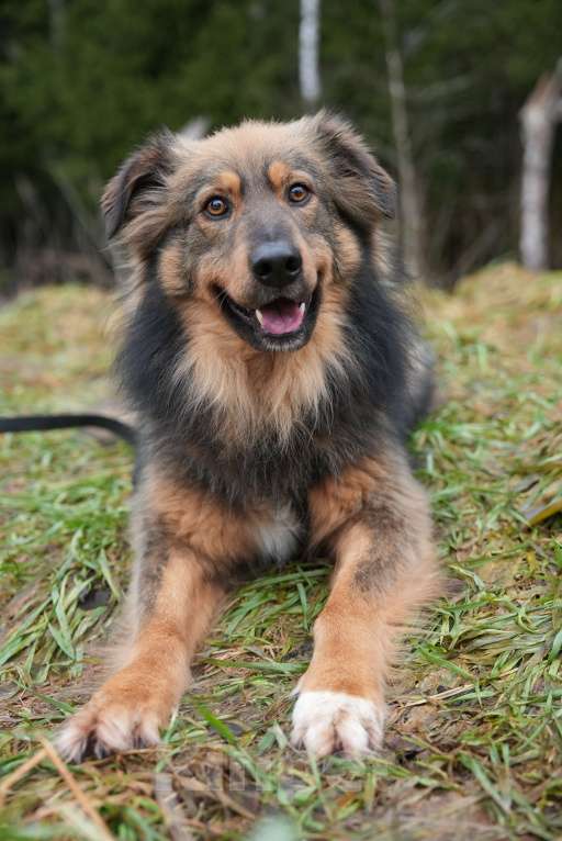 Собаки в других городах Московской области: Очаровательный Лео ищет любящих хозяев! Мальчик, Бесплатно - фото 5