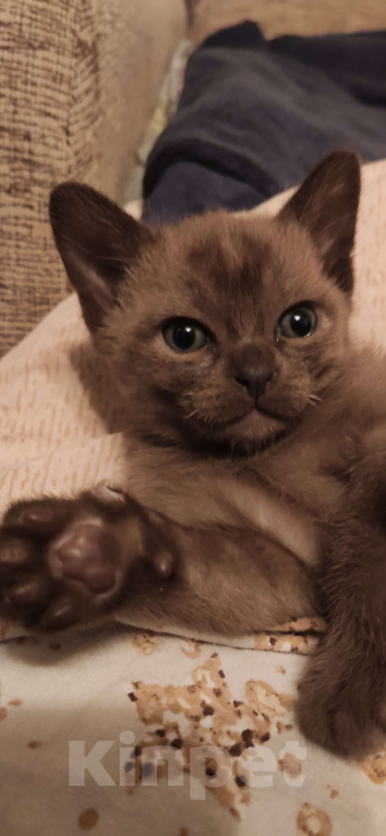 Кошки в Москве: Котята европейской бурмы  Девочка, 60 000 руб. - фото 1