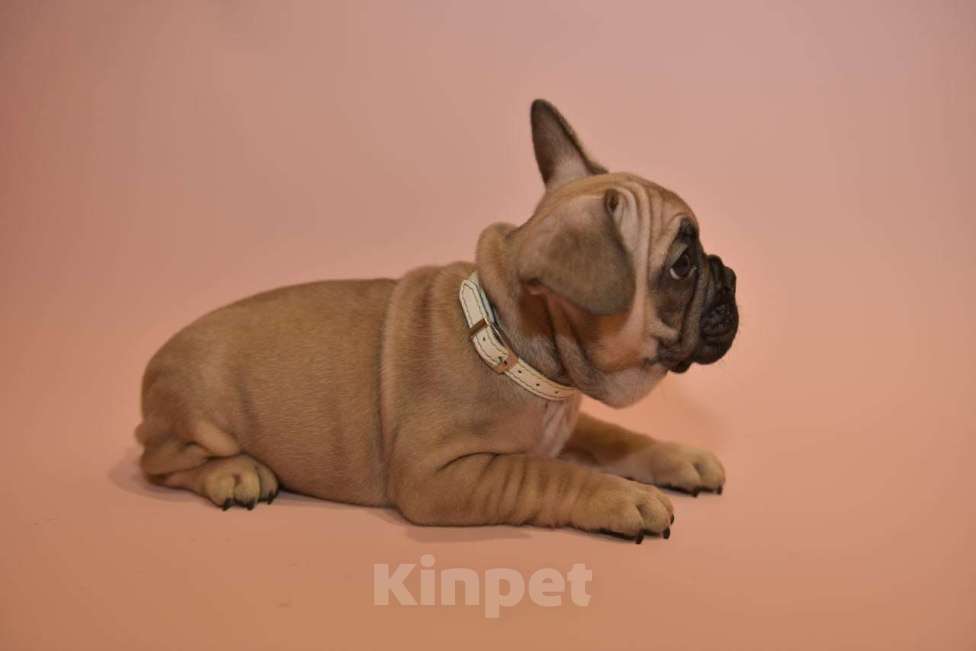 Собаки в Москве: Мальчик французского бульдога  Мальчик, 50 000 руб. - фото 9