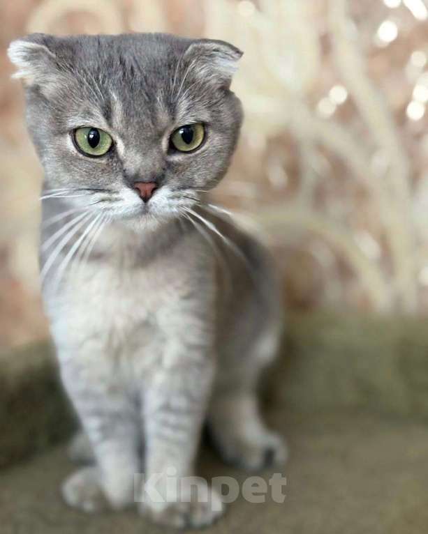 Кошки в Москве: Шотландская вислоухая кошечка срочно ищет дом! Девочка, Бесплатно - фото 3