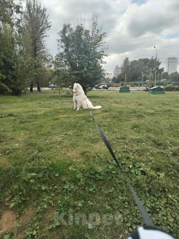 Собаки в других городах Московской области: Продам самоеда девочку 5 месяцев Девочка, 27 000 руб. - фото 3