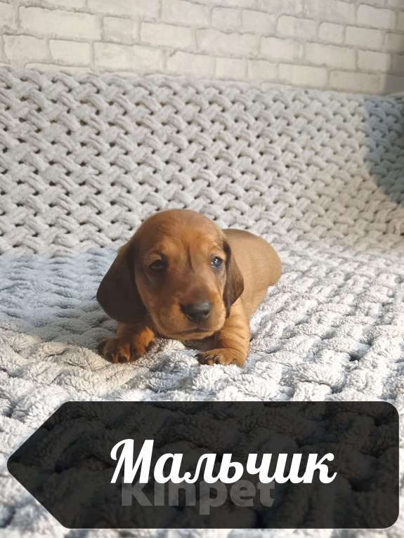 Собаки в Белгороде: Миниатюрная такса Мальчик, 15 000 руб. - фото 1