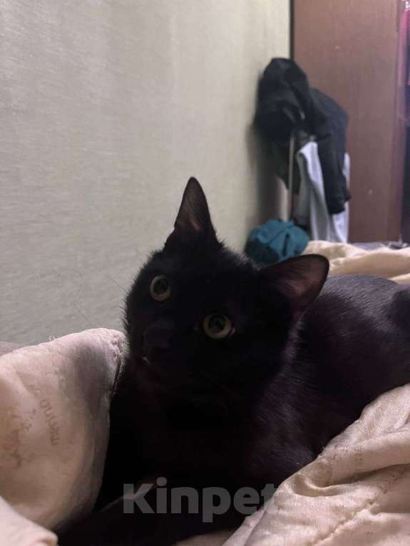 Кошки в Ликино-Дулево: Отдам в добрые руки Мальчик, Бесплатно - фото 4