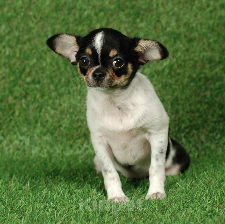 Собаки в Москве: Веселая девчуля Девочка, 17 000 руб. - фото 2