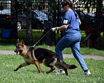 Собаки в Юрге: Щенки немецкой овчарки с документами РКФ Мальчик, Бесплатно - фото 5