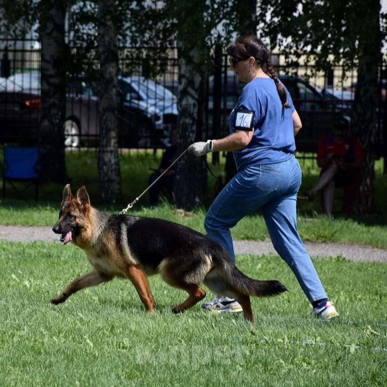 Собаки в Юрге: Щенки немецкой овчарки с документами РКФ Мальчик, Бесплатно - фото 5