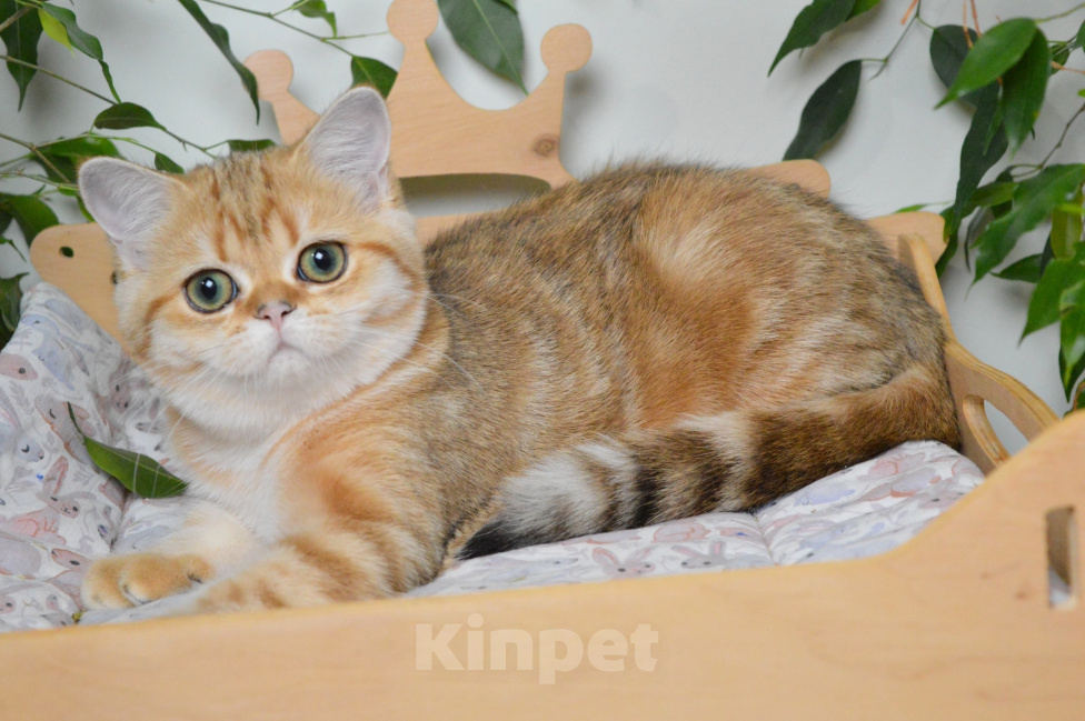 Кошки в Красноярске: Шотландская прямоухая девочка черный мрамор на золоте Девочка, 40 000 руб. - фото 7