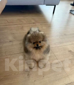 Собаки в Казани: Продаю мини девочку шпиц Девочка, 30 000 руб. - фото 2