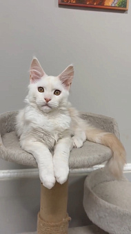 Котёнок мейн-кун 🐱 рыжий