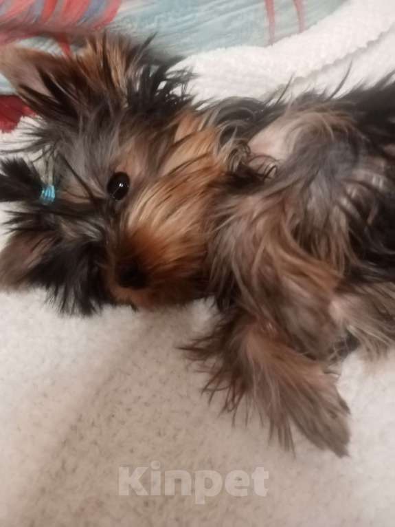 Собаки в Пензе: продаётся щенок Мальчик, 15 000 руб. - фото 5