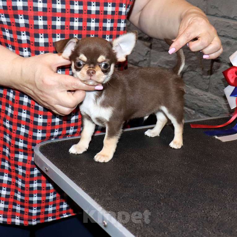 Собаки в Москве: Шоколадный красавчик чихуахуа Мальчик, 55 000 руб. - фото 6