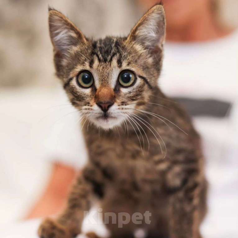 Кошки в Москве: Котенок Камышик Мальчик, Бесплатно - фото 4