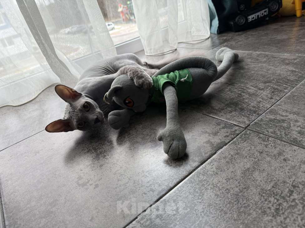 Кошки в Сургуте: Донской сфинкс Мальчик, 5 000 руб. - фото 2