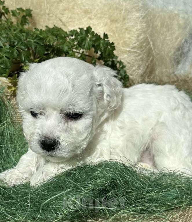 Собаки в Владивостоке: Щенки Бишон Фризе с родословной, гарантией здоровья и поддержкой навсегда! Девочка, 120 000 руб. - фото 7