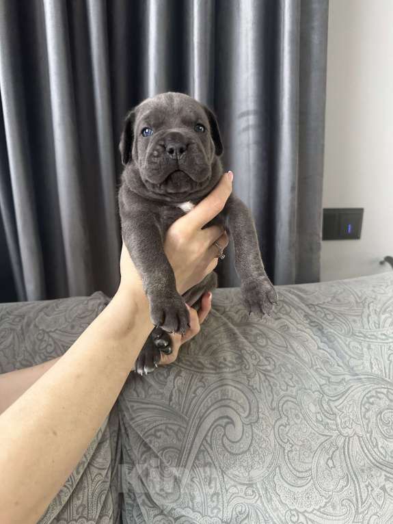 Собаки в других городах Московской области: Щенки Кане-корсо Мальчик, 45 000 руб. - фото 7