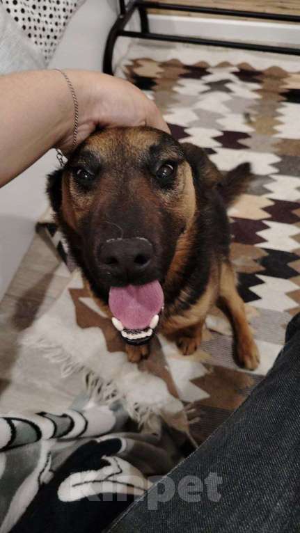 Собаки в других городах Краснодарского края: Метис ягдтерьера в дар с доставкой чипирован кастрирован Мальчик, Бесплатно - фото 10