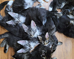 Кошки в Самаре: Котёнок мейн кун мальчики Мальчик, 30 000 руб. - фото 10