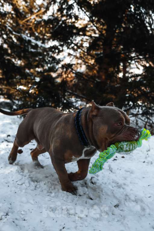 Собаки в Черногорске: Кобель на вязку Мальчик, 100 000 руб. - фото 7