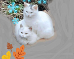 Кошки в Горнозаводске: Котята в добрые руки, Бесплатно - фото 4