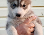 Собаки в Талдоме: Щенки Сибирской хаски. Мальчик, 5 000 руб. - фото 2