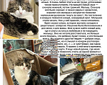 Кошки в Севастополе: Отдам сыночка в добрые руки Мальчик, Бесплатно - фото 2