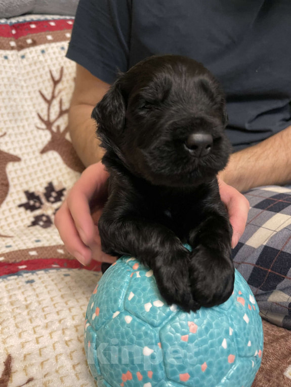 Собаки в Химках: Русский черный терьер, щенки  Девочка, 65 000 руб. - фото 9