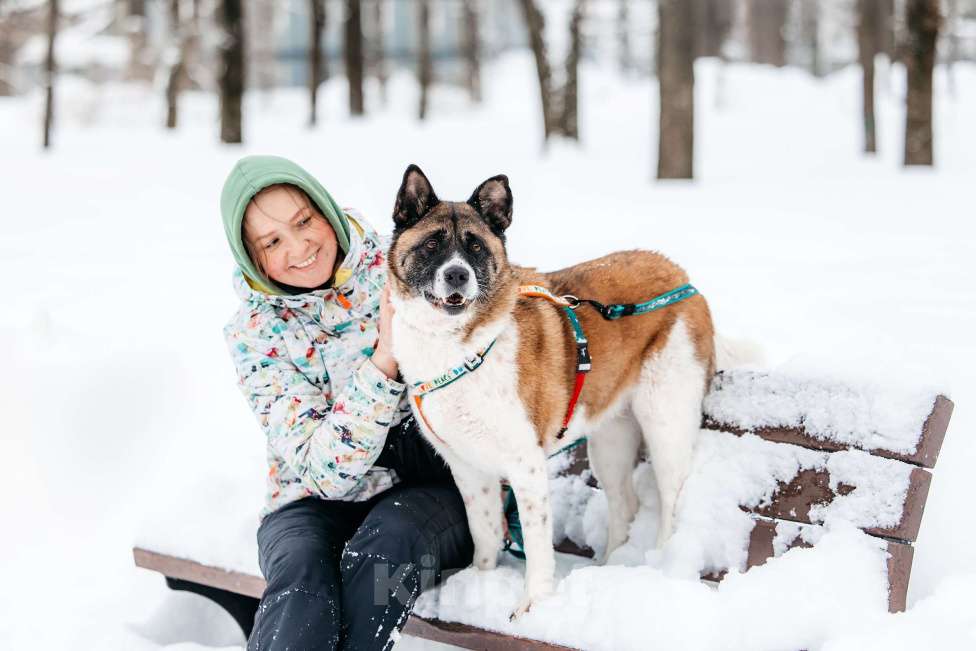 Собаки в Москве: Удивительная Рошель ищет дом Девочка, Бесплатно - фото 7