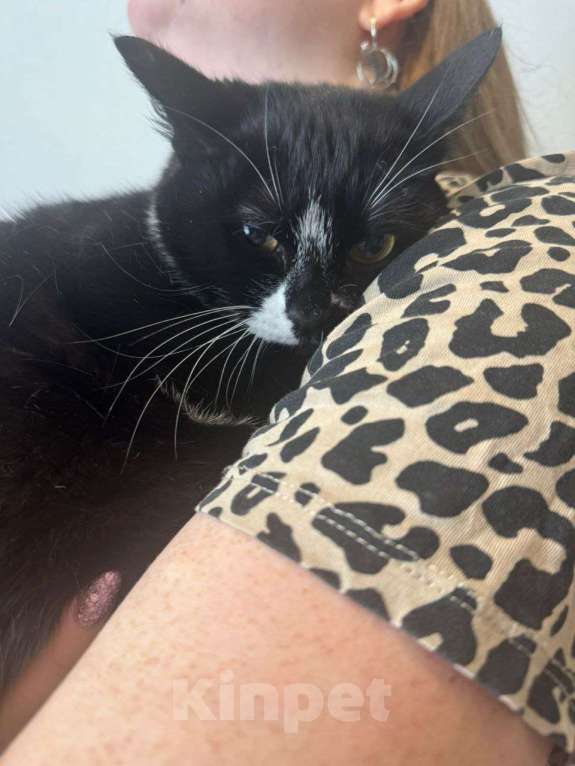 Кошки в Москве: Приютите одинокого Ронечку. Мальчик, Бесплатно - фото 6