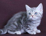 Кошки в Санкт-Петербурге: Продажа американских короткошерстных котят Девочка, 70 000 руб. - фото 1