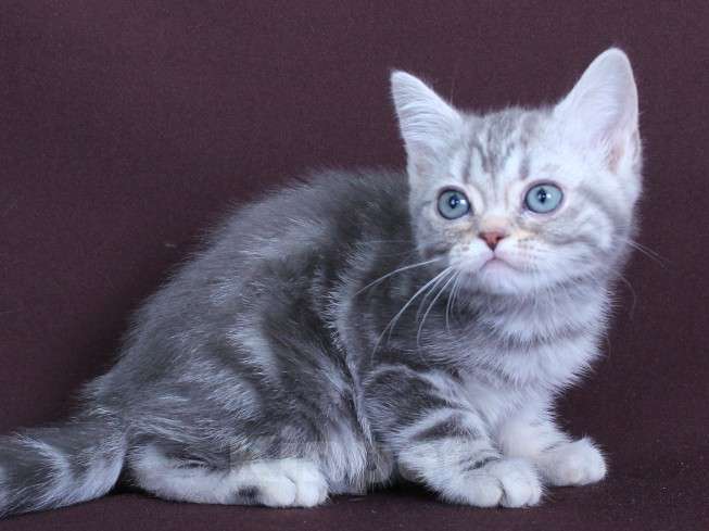 Кошки в Санкт-Петербурге: Продажа американских короткошерстных котят Девочка, 70 000 руб. - фото 1
