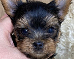 Собаки в Москве: Йорк бебифейс мальчик Мальчик, 65 000 руб. - фото 2