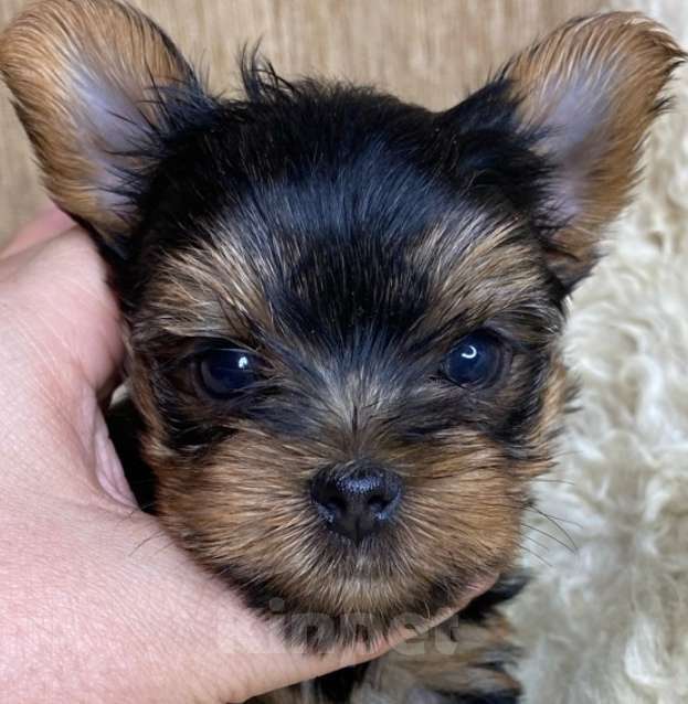 Собаки в Москве: Йорк бебифейс мальчик Мальчик, 65 000 руб. - фото 2