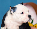 Собаки в Обнинске: Булли кобель триколор белоголовый Мальчик, 150 000 руб. - фото 1