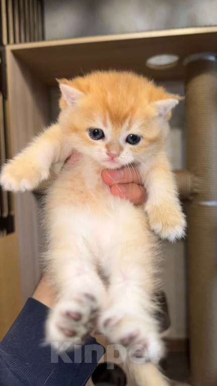 Кошки в Видном: Шотландский кот Мальчик, 70 000 руб. - фото 2