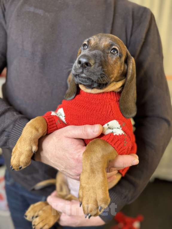 Собаки в Санкт-Петербурге: Баварская горная гончая Мальчик, 80 000 руб. - фото 1