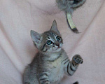 Кошки в Москве: Маленькая Леди - котенок, 2 месяца Девочка, 1 руб. - фото 2