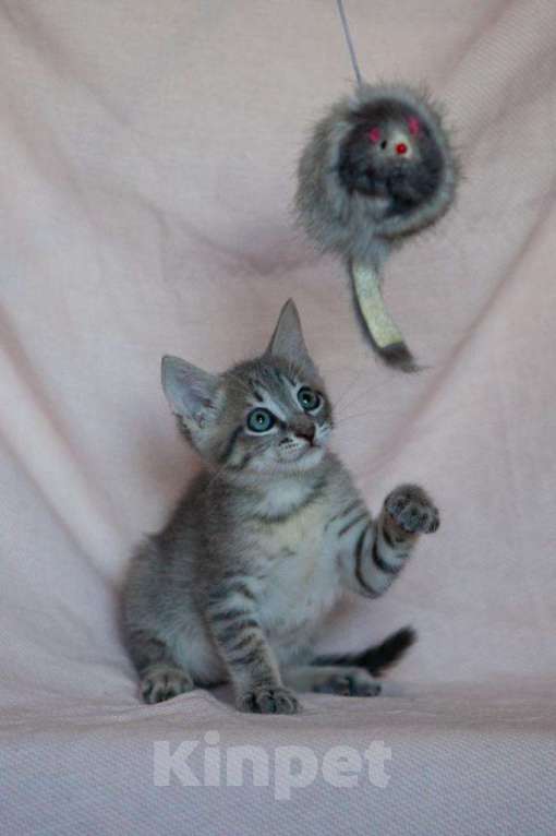 Кошки в Москве: Маленькая Леди - котенок, 2 месяца Девочка, 1 руб. - фото 2