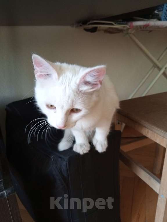 Кошки в Ростове-на-Дону: ОК Кошка Девочка, 500 руб. - фото 4