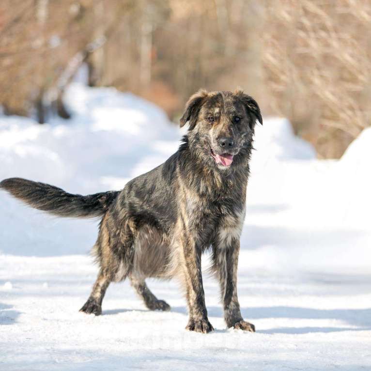 Собаки в Москве: Ласковый молодой ретривер Лорд в добрые руки Мальчик, 1 руб. - фото 2