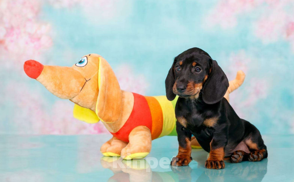 Собаки в Москве: Стандартная девочка такса Девочка, 50 000 руб. - фото 1