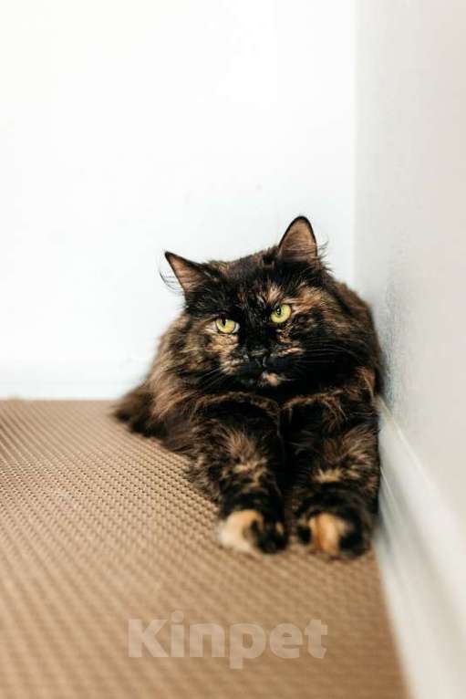 Кошки в Москве: Трехцветная пушистая кошка Фантазия в добрые руки Девочка, 1 руб. - фото 2