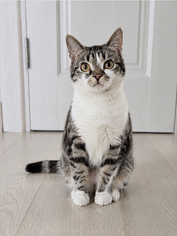 Котенок мальчик